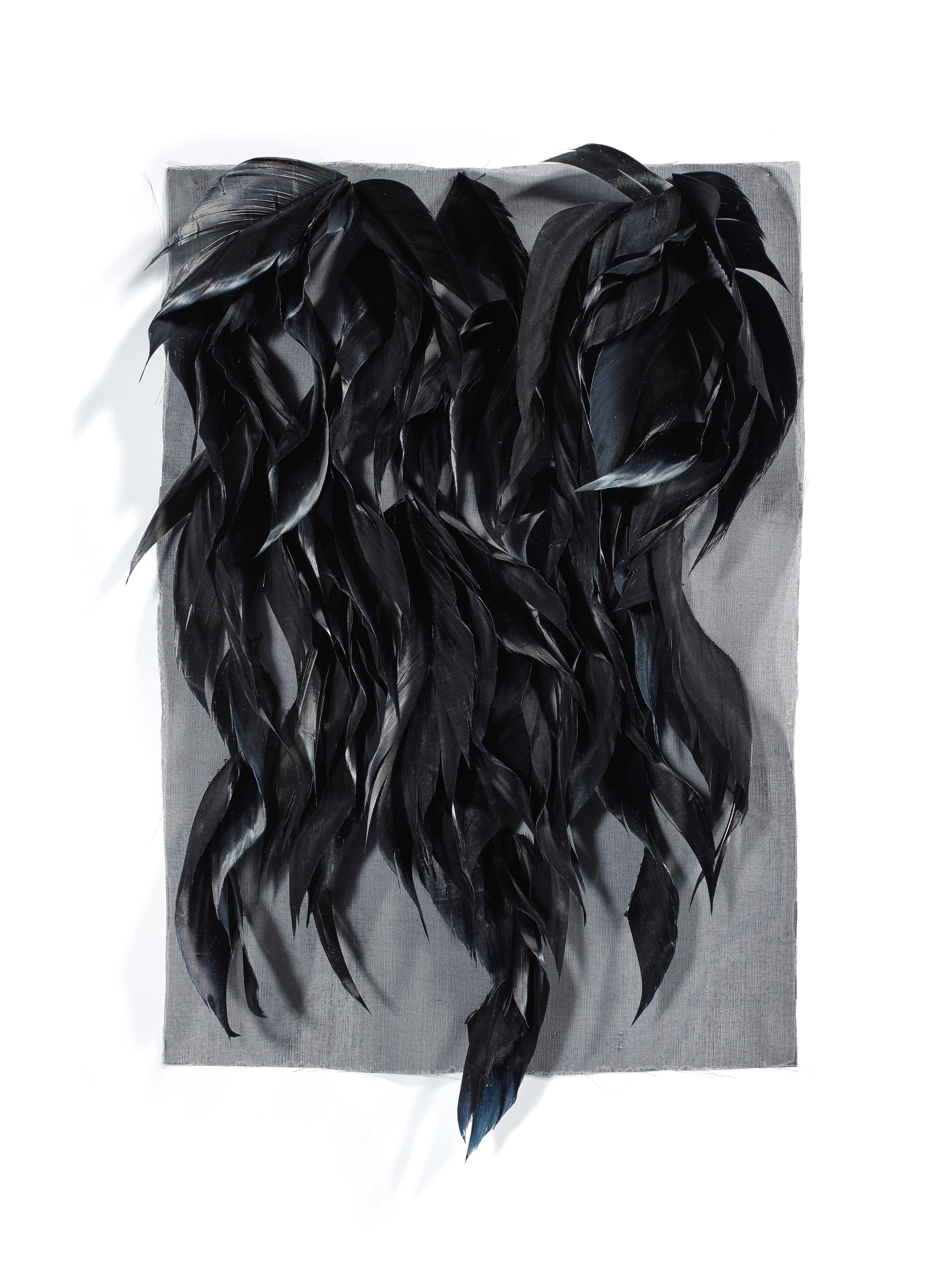 Echantillon plumasserie, Phantom. Couleur : noir Catégorie : black