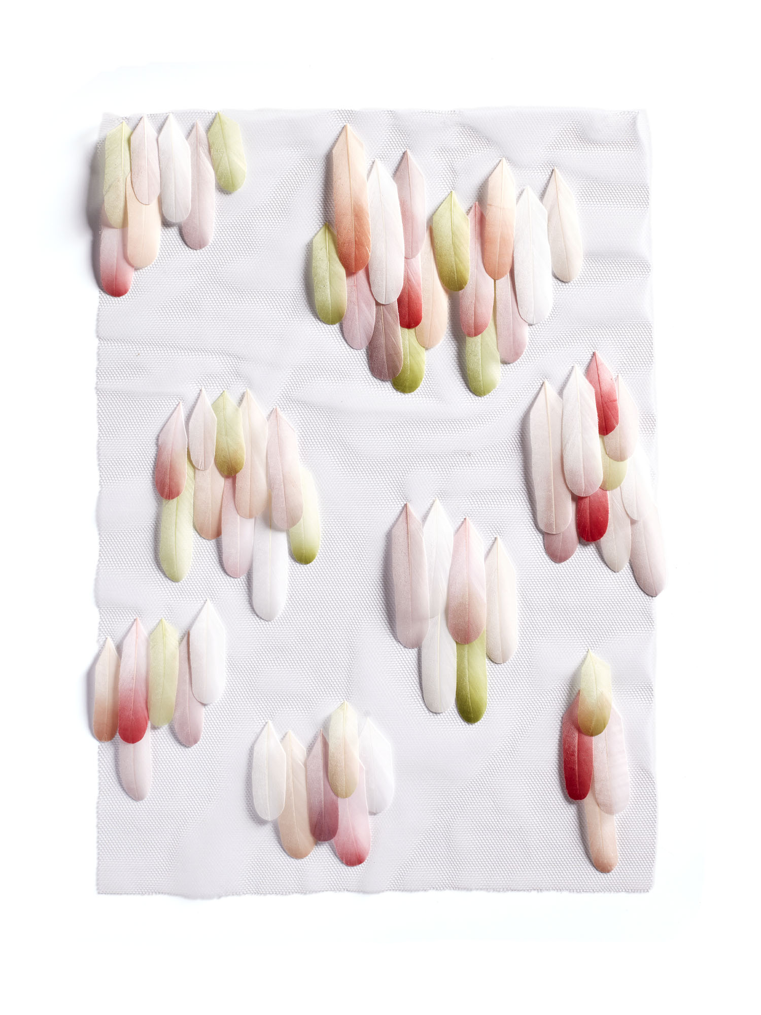 Echantillon plumasserie, Danais. Couleur : blanc, rose, vert, rouge Catégorie : Graphic