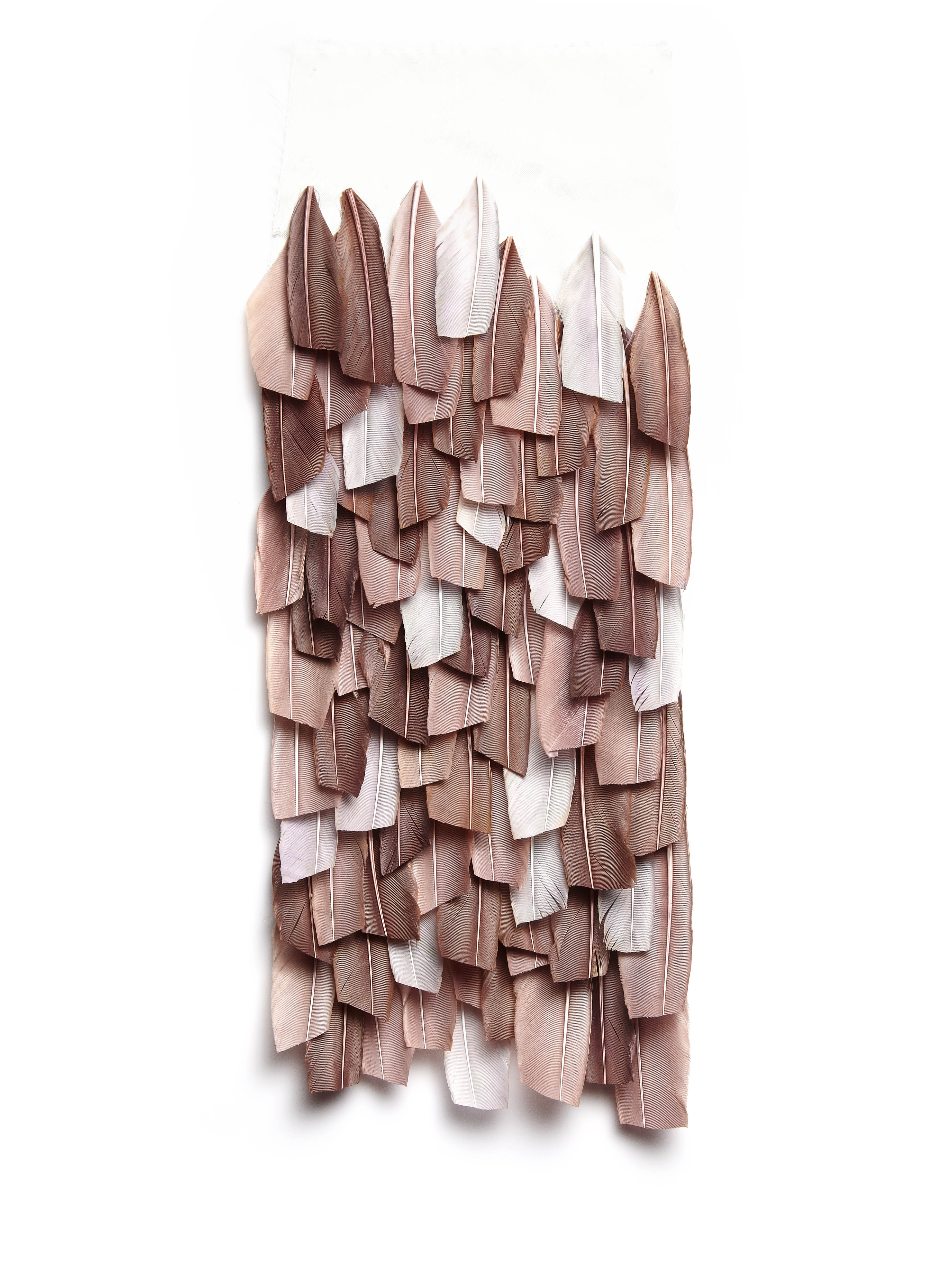 Echantillon plumasserie, Cacao. Couleur : marron, blanc Catégorie : Graphic