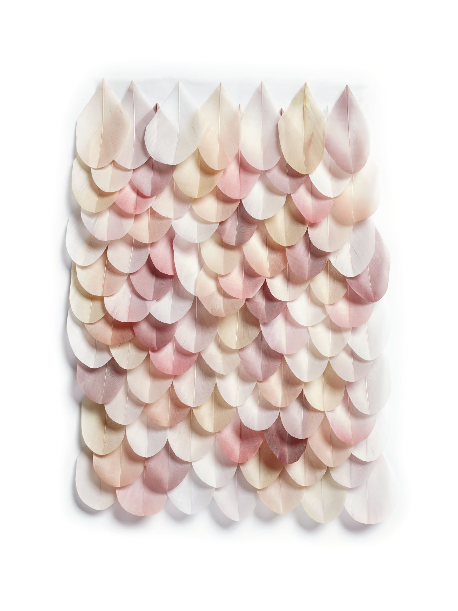 Echantillon plumasserie, Iris. Couleur : blanc, rose pâle, jaune pâle Catégorie : Multicolor