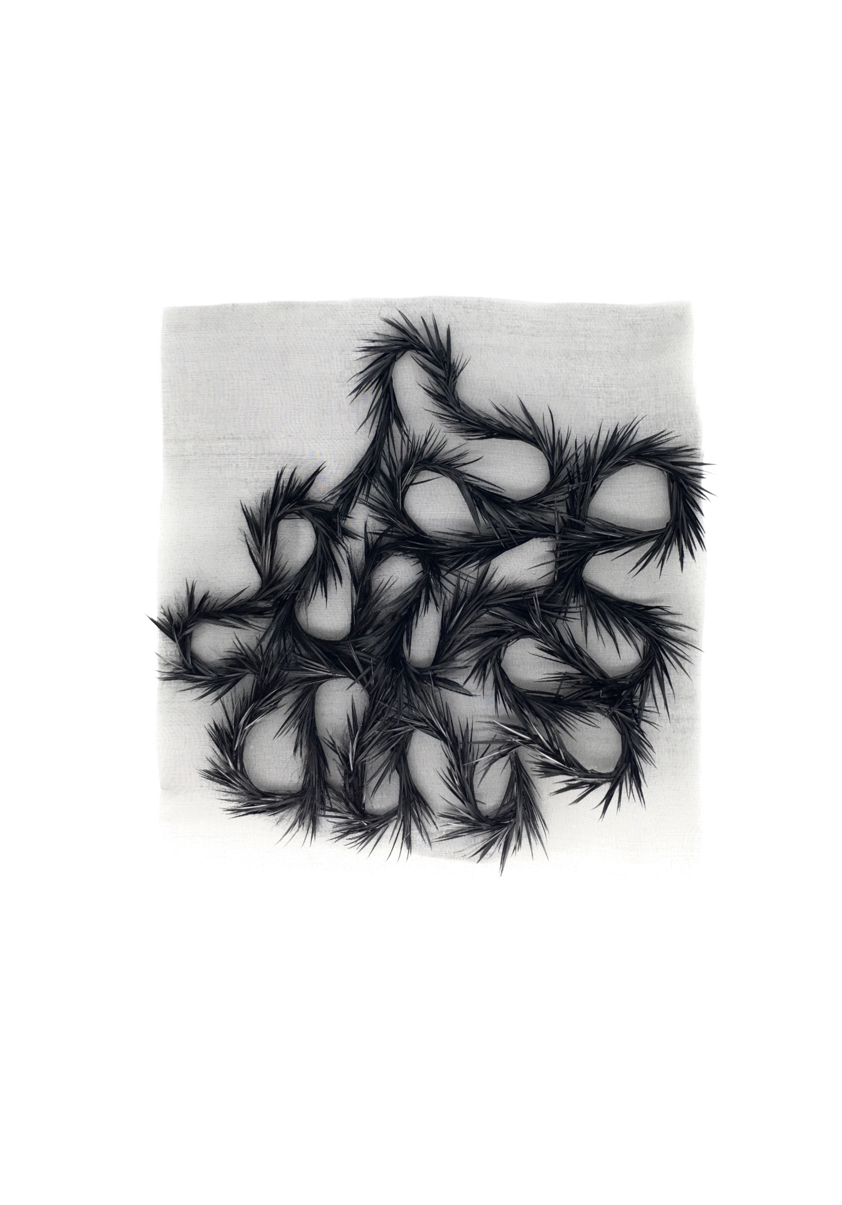 Echantillon plumasserie, Carline. Couleur : noir Catégorie : Embroidery