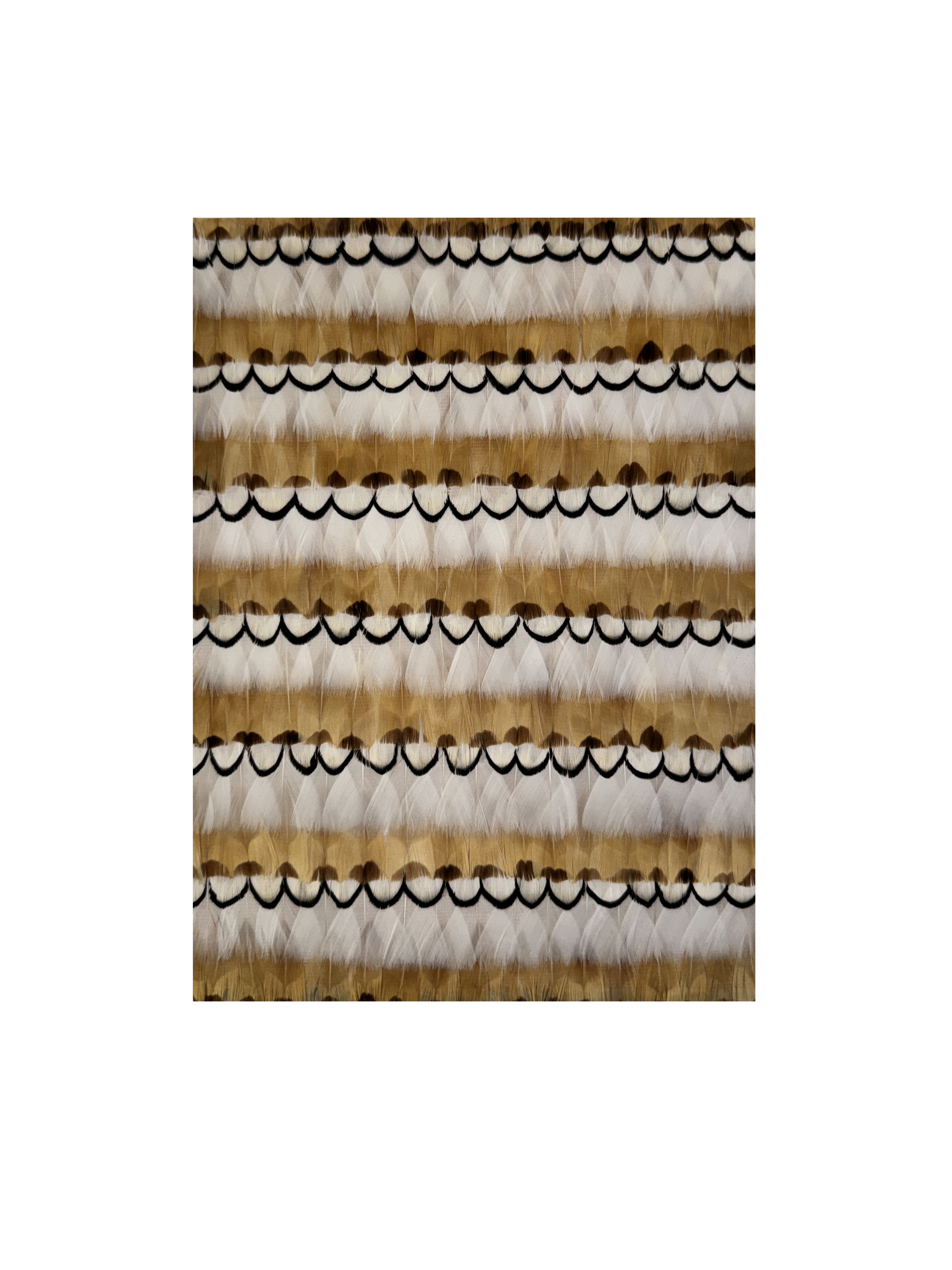 Echantillon plumasserie, Gold harfang. Couleur : blanc, doré, noir. Catégorie : Gold