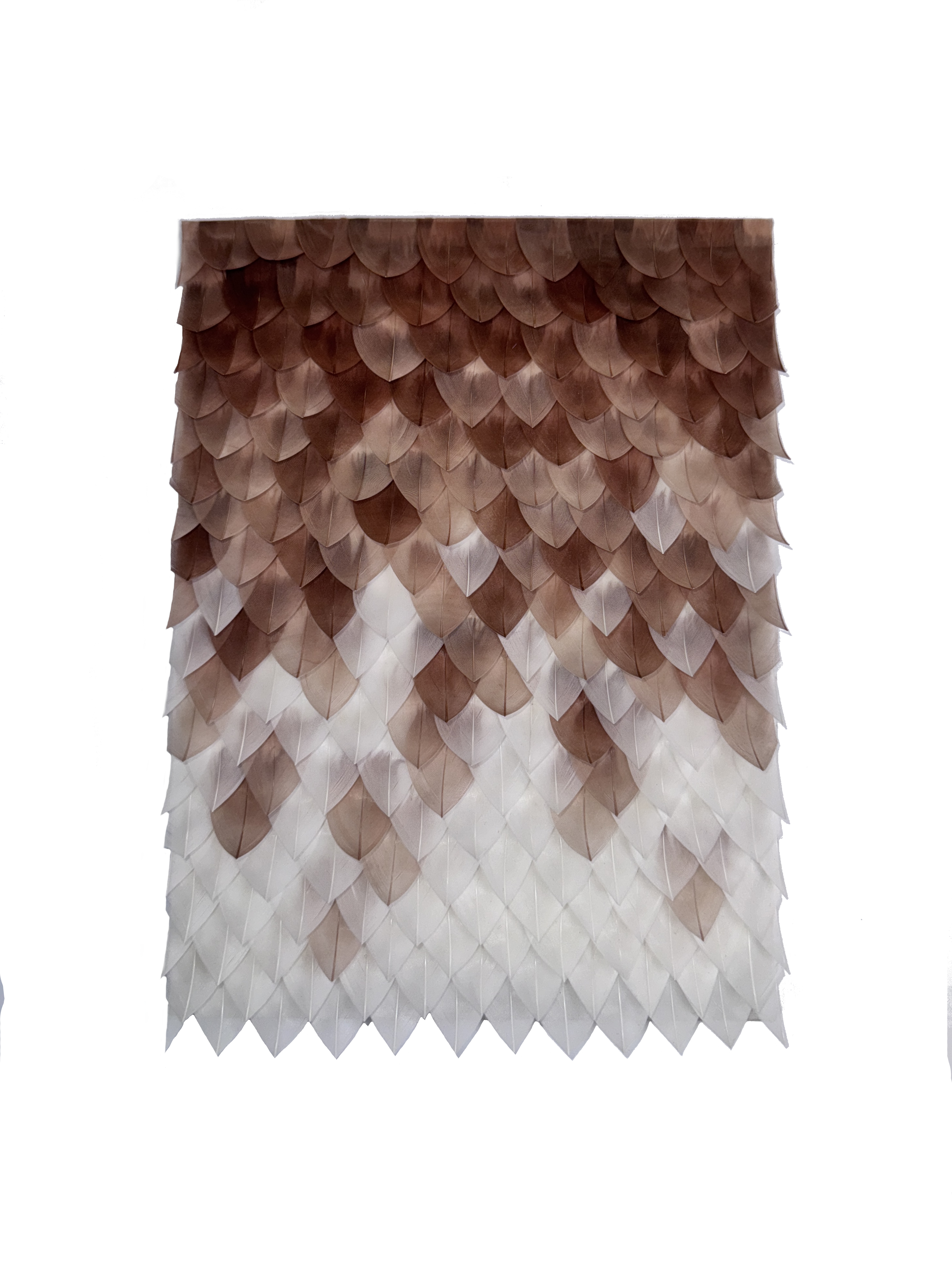 Echantillon plumasserie, Hera. Couleur : blanc, marron. Catégorie : Graphic