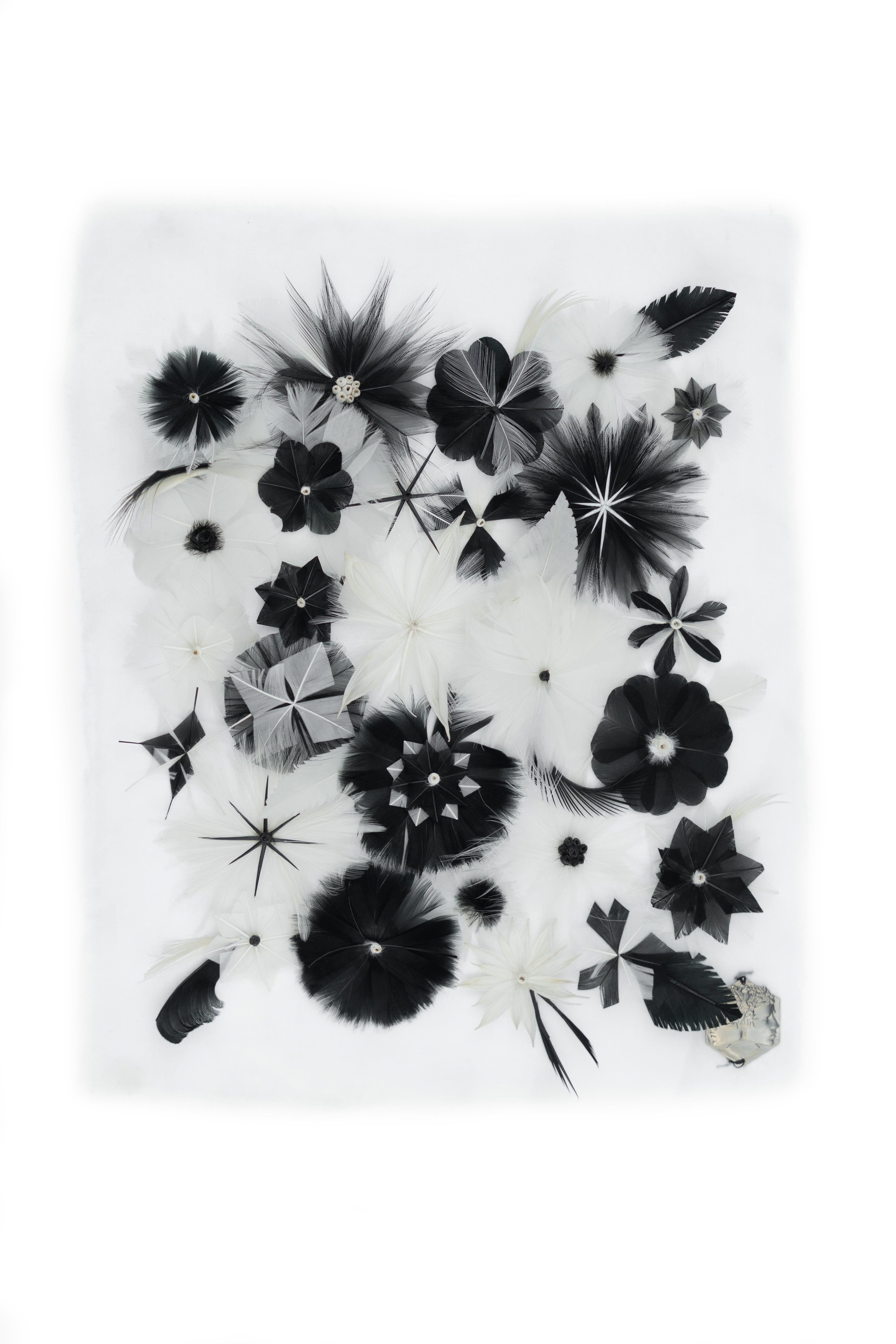 Echantillon plumasserie, jardin b & W. Couleur : Noir, Blanc Catégorie : Vegetal