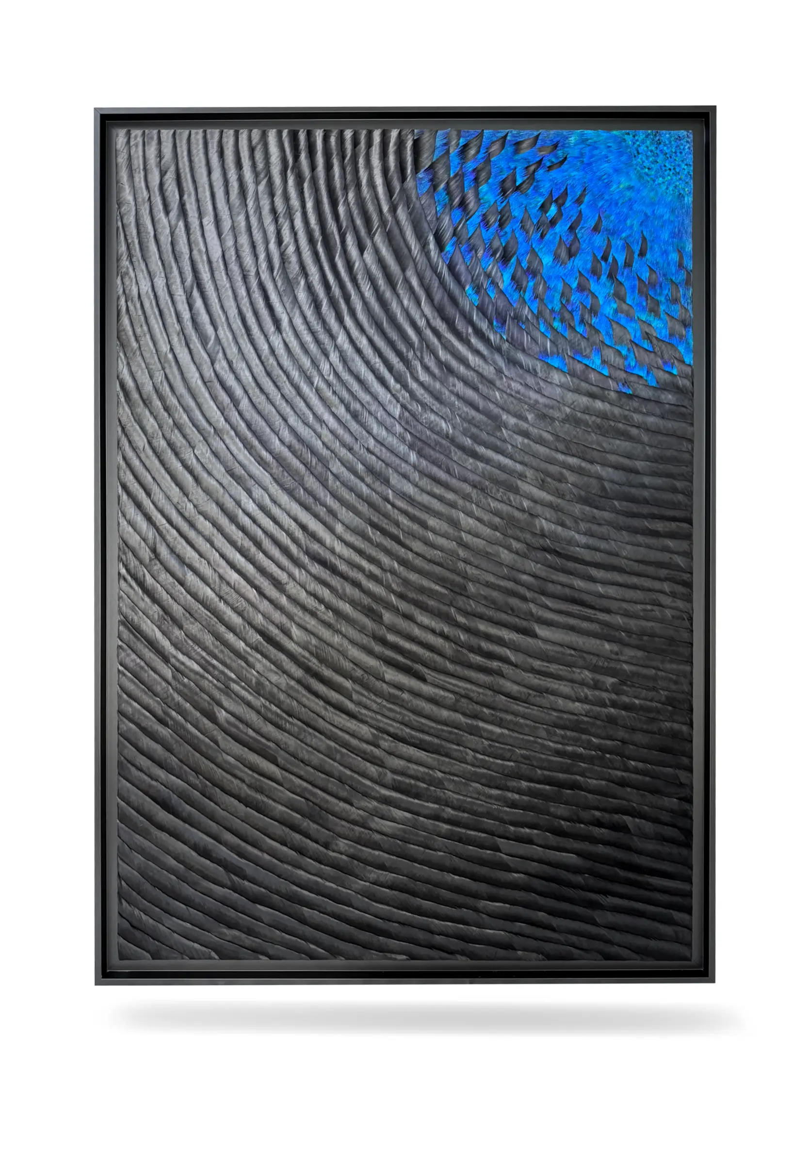 Oeuvre d'art en plumasserie créée par l'artiste et artisan plumassier Julien Vermeulen. Nom de l'oeuvre: Black Argos V.