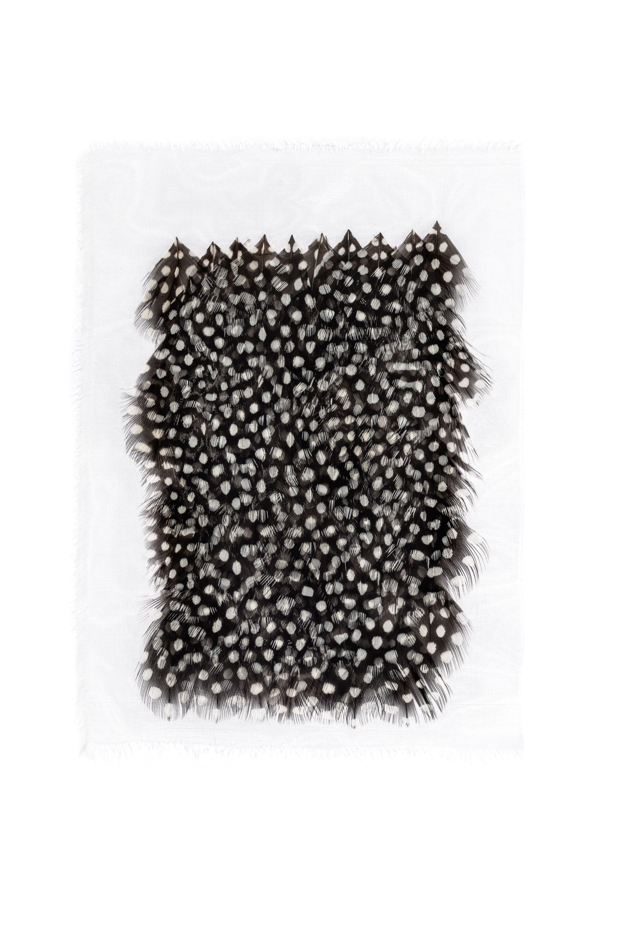 Echantillon plumasserie, Coquette. Couleur : Noir Catégorie : Graphic