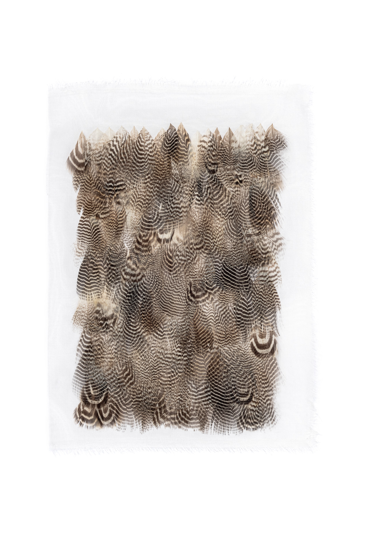 Echantillon plumasserie, Sauvage. Couleur : Noir, Marron Catégorie : Graphic