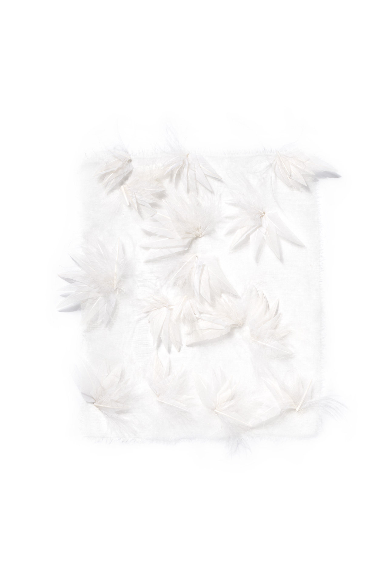 Echantillon plumasserie, zephir. Couleur : Blanc Catégorie : Vegetal