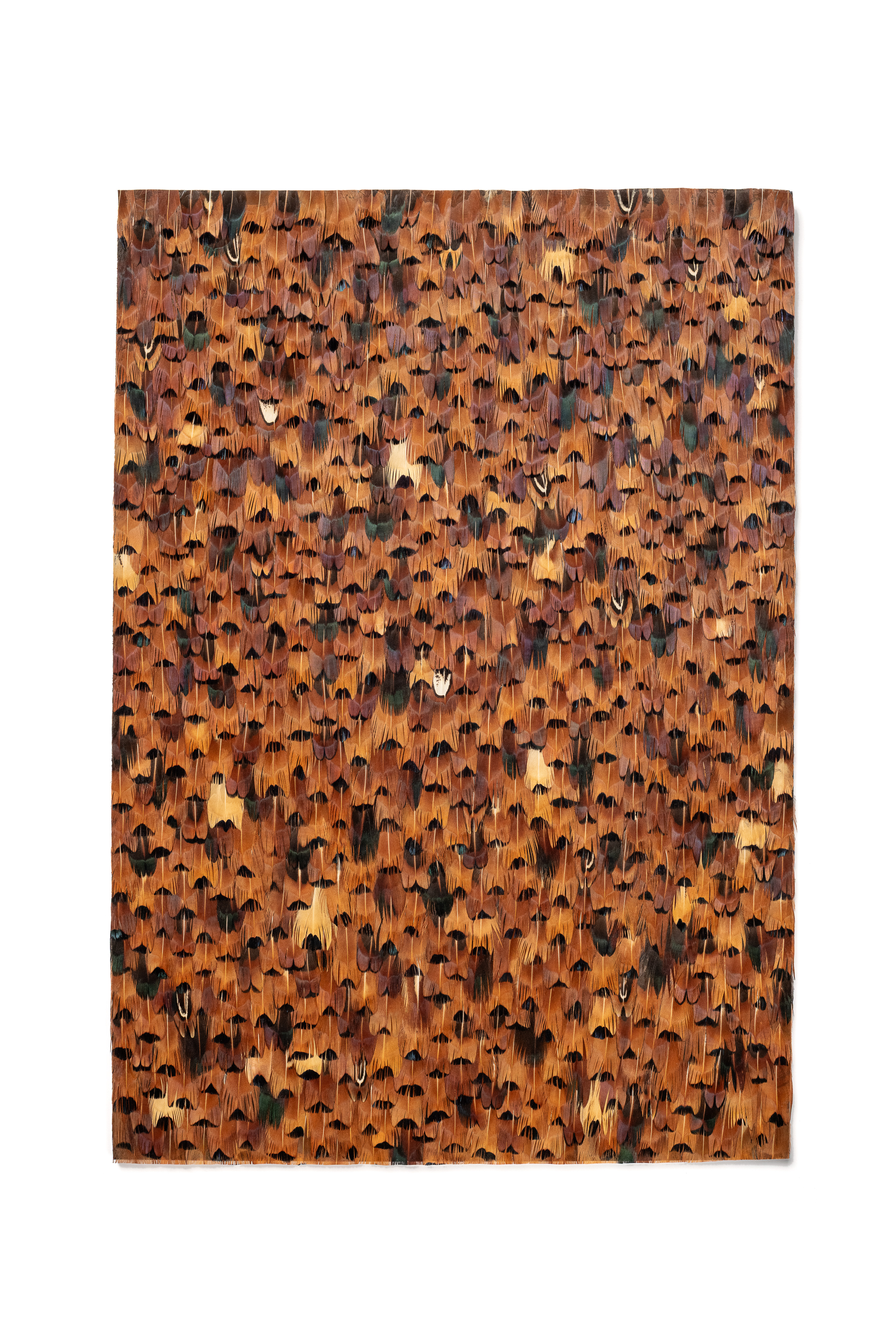 Echantillon Plumasserie, Black Shudder Wall. Couleur :Noir, Orange Catégorie : Graphic